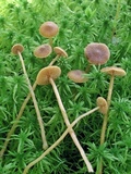 Galerina paludosa image