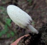 Coprinellus flocculosus image