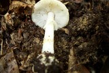 Amanita citrina f. lavendula image