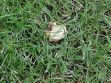 Marasmius oreades image