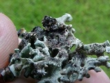 Hypogymnia tubulosa image
