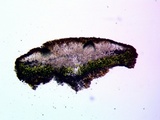 Cercidospora caudata image