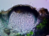 Cercidospora caudata image