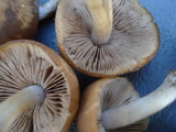 Psathyrella piluliformis image