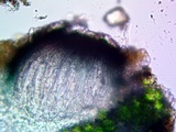 Cercidospora caudata image