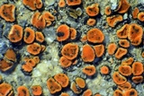 Caloplaca arenaria image