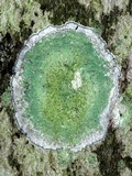 Lecanora thysanophora image