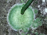 Lecanora thysanophora image
