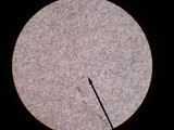 Psathyrella piluliformis image