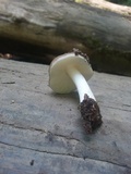 Megacollybia rodmanii image