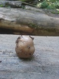 Megacollybia rodmanii image
