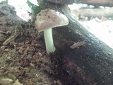 Megacollybia rodmanii image