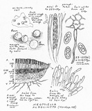 Neottiella albocincta image