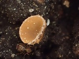 Neottiella albocincta image