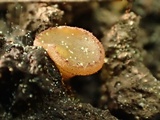 Neottiella albocincta image