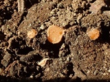 Neottiella albocincta image