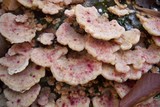 Leptoporus mollis image