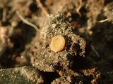 Neottiella albocincta image
