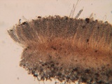 Neottiella albocincta image