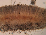 Neottiella albocincta image