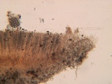 Neottiella albocincta image