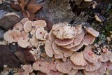 Leptoporus mollis image
