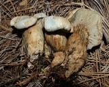 Hygrophorus caeruleus image