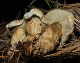 Hygrophorus caeruleus image