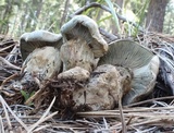 Hygrophorus caeruleus image