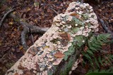 Leptoporus mollis image