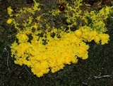 Fuligo septica image