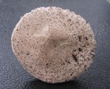Leucoagaricus barssii image