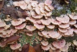 Leptoporus mollis image