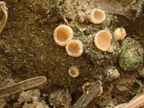 Neottiella albocincta image