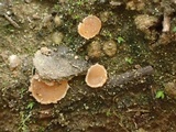 Neottiella albocincta image