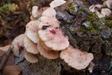Leptoporus mollis image