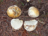 Rhizopogon occidentalis image
