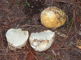 Rhizopogon occidentalis image