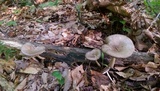 Megacollybia rodmanii image