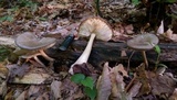 Megacollybia rodmanii image