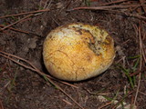 Rhizopogon occidentalis image