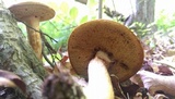 Xanthoconium affine image
