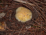 Rhizopogon occidentalis image