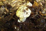 Amanita aestivalis image