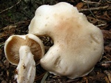 Clitocybe robusta image