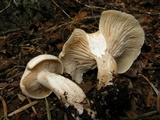Clitocybe robusta image