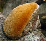 Phellinus igniarius image