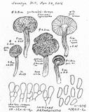 Inocybe arthrocystis image