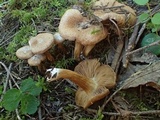 Inocybe arthrocystis image