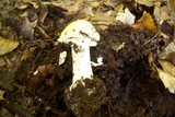 Amanita aestivalis image